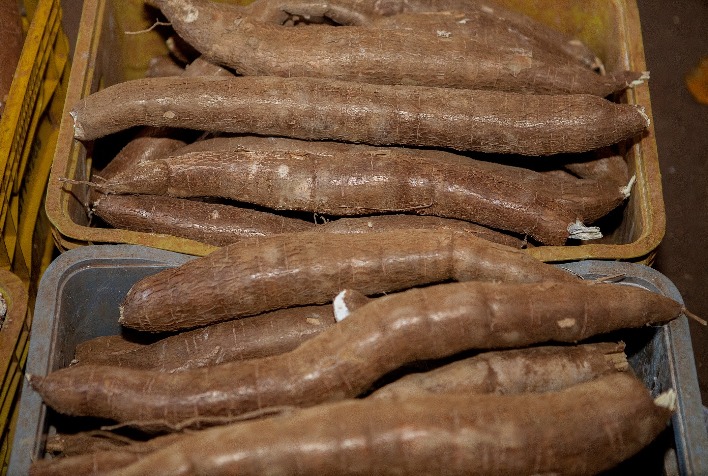 Preço da mandioca atinge maior alta semanal em quatro meses, aponta Cepea