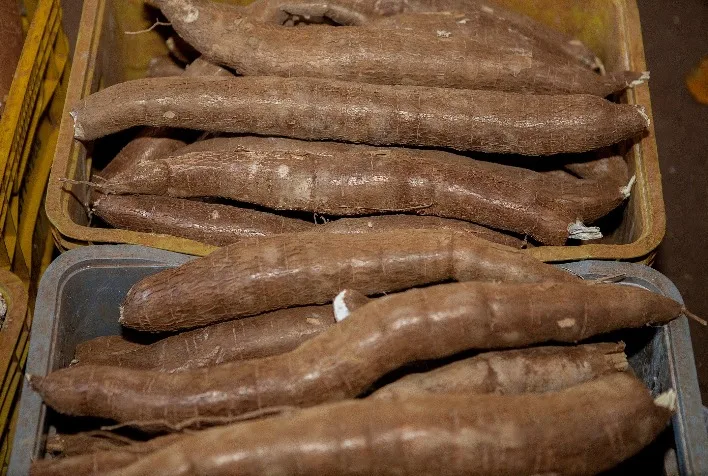 Preço da mandioca atinge maior alta semanal em quatro meses, aponta Cepea
