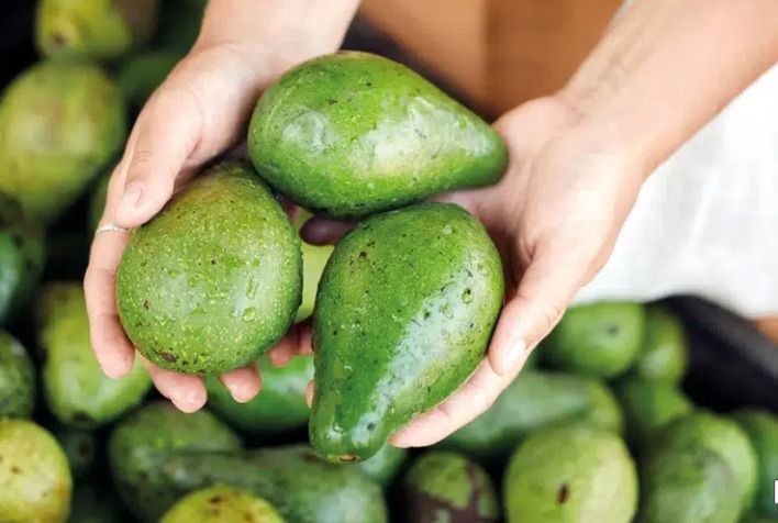 Preço do abacate avocado cai 60% em um ano e gera oportunidades de compra na CEAGESP