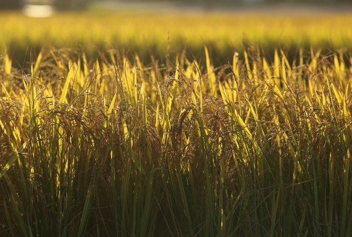 Preço do arroz sobe 17% em julho e mercado aguarda compras do Governo Federal