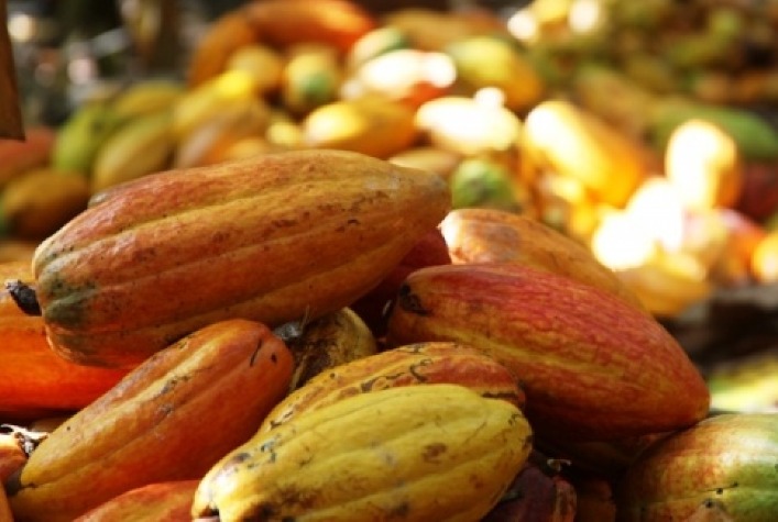 Preço do cacau se mantém elevado e pressiona custo do chocolate no Brasil