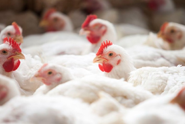 Preço do frango vivo cai com excesso de oferta, enquanto exportações sobem 70% em julho