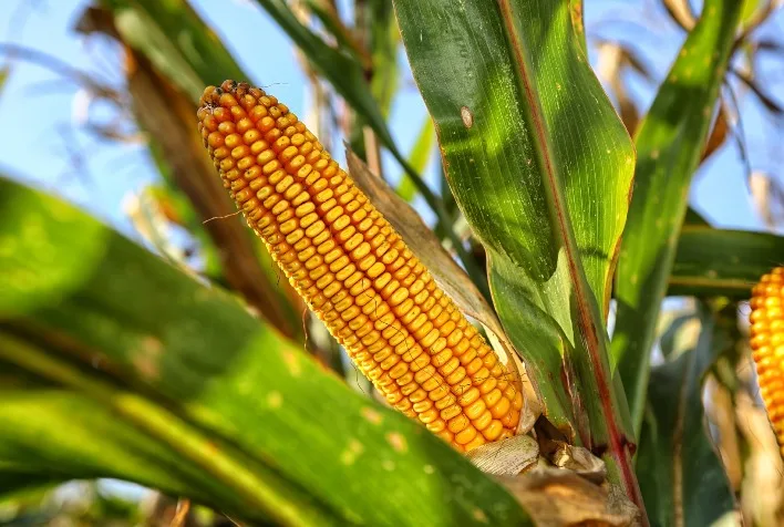 Preço do milho no Brasil sobe com apoio de Chicago e clima nos EUA instável