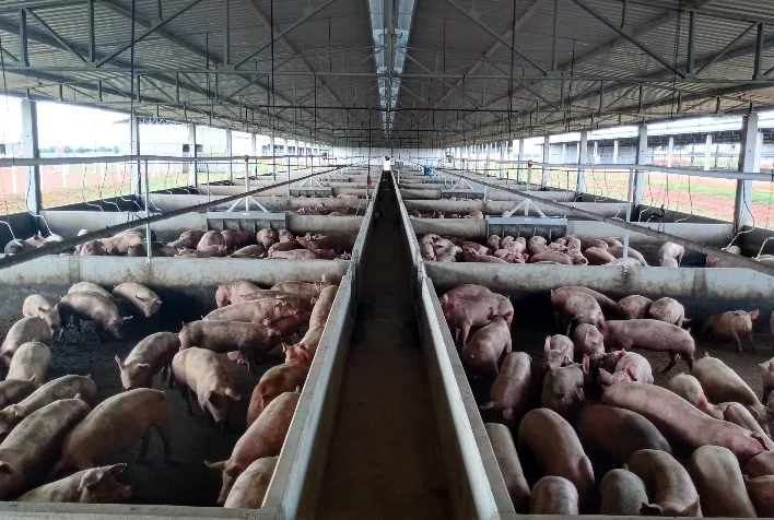 Preço do suíno vivo no sistema integrado supera mercado independente e pressiona suinocultura brasileira