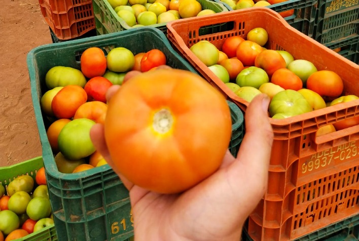Preço do tomate Carmem cai 62% em um mês e atinge menor valor de 2026 na CEAGESP