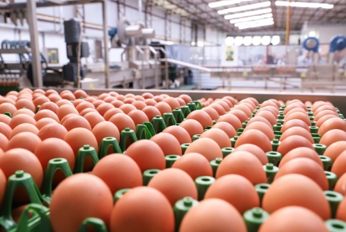 Preço dos ovos cai em julho e diferença entre brancos e vermelhos é a menor desde 2026
