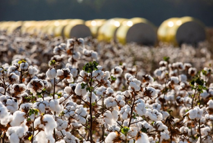 Preços do algodão sobem e área plantada no Brasil cresce, mas El Niño ameaça produção