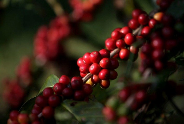 Preços do café sobem nas bolsas internacionais com foco na colheita brasileira e riscos climáticos