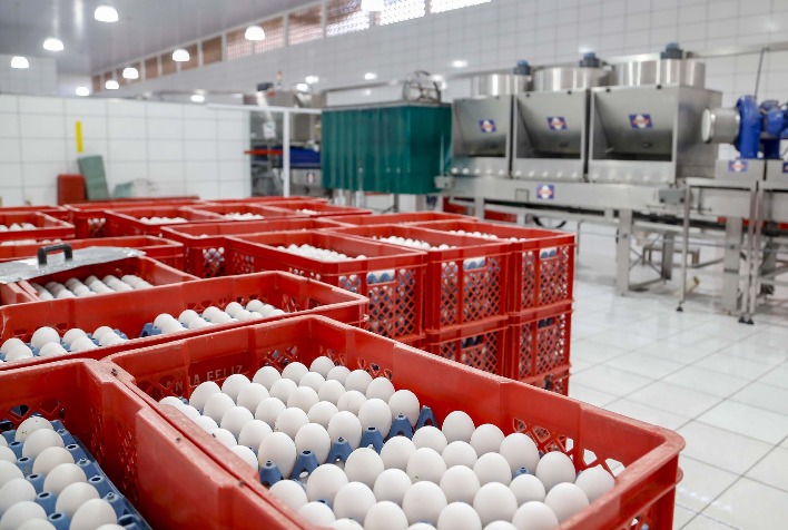 Preços dos ovos caem em julho e atingem menor média desde 2026