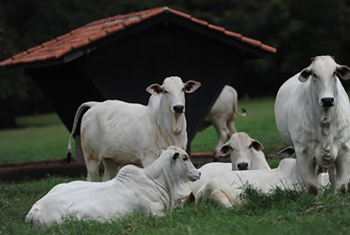Prevenção na produção animal se destaca como chave para eficiência e sustentabilidade