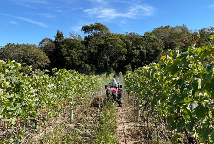 Produção de uvas em Goiás dobra e impulsiona vitivinicultura no Cerrado