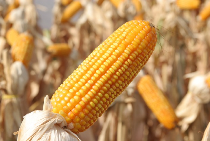 Produtividade do milho no Brasil ultrapassa 360 sacas por hectare com manejo integrado