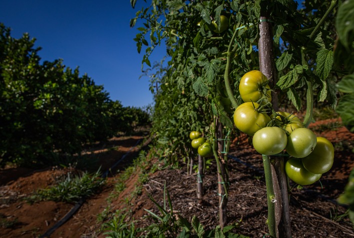 Produtividade do tomate no Sul de Minas cresce com clima favorável e menos doenças