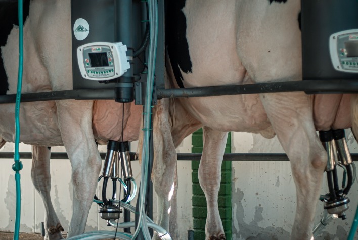 Produtores de leite do Rio Grande do Sul recuperam margens, mas pedem equilíbrio na cadeia