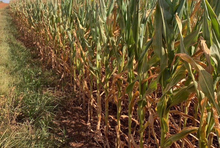 Produtores rurais têm 120 dias para renegociar dívidas com nova MP de crédito
