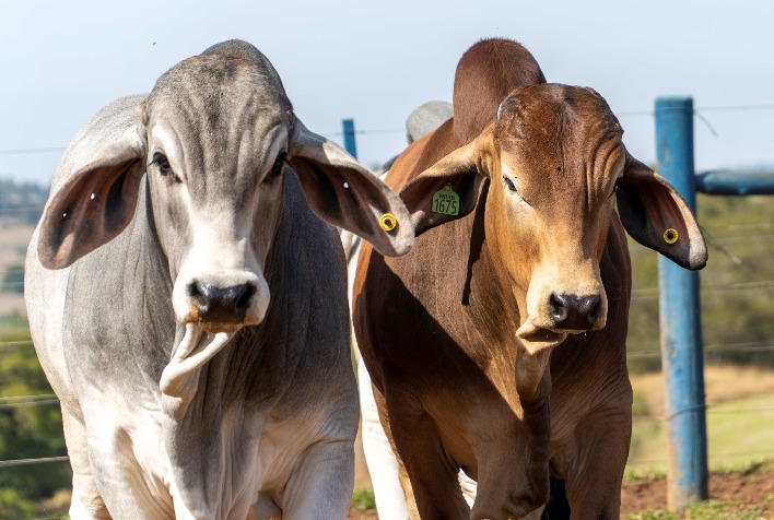 Prova Brahman Boi com Bula revela touros de alta performance em Botucatu