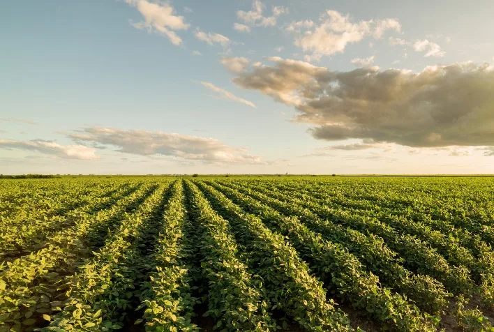 Rabobank projete pausa na expansão da soja no Brasil e queda na produção em 2026/27