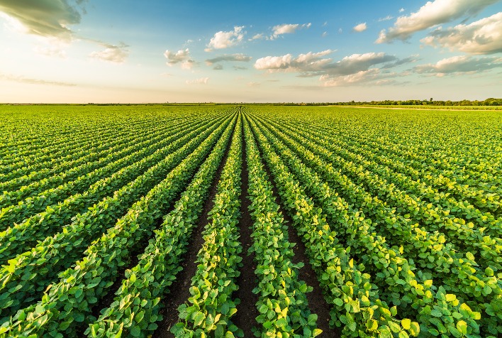 Resistência de plantas daninhas na soja impulsiona inovação em manejo agrícola no Brasil
