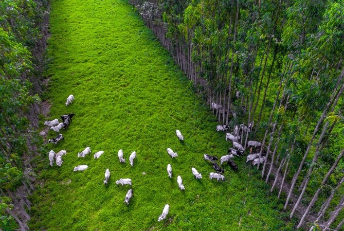 SLC Agrícola aposta em integração lavoura-pecuária para aumentar eficiência no campo