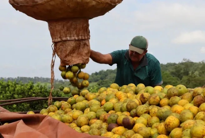 Safra de laranja 2026/27 inicia com boas perspectivas e foco em qualidade para exportação