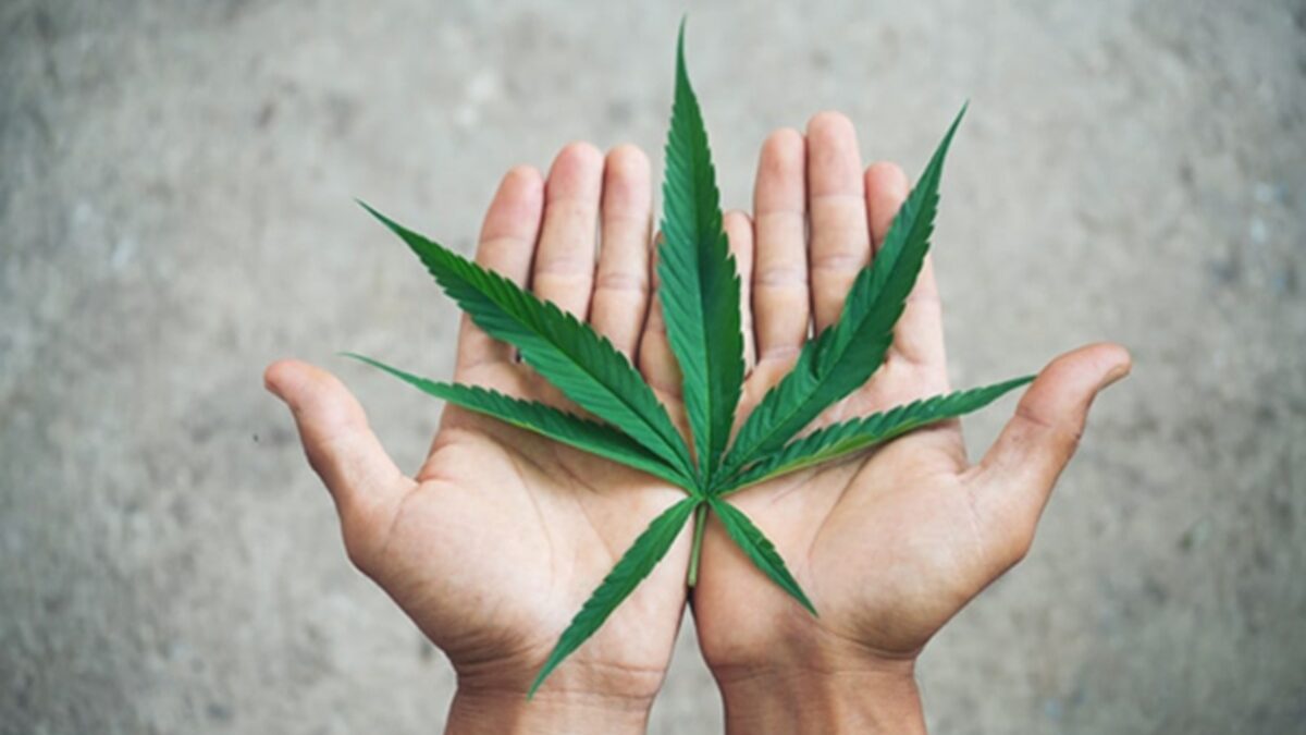 Salvador cria programa de capacitação em cannabis medicinal para profissionais de saúde