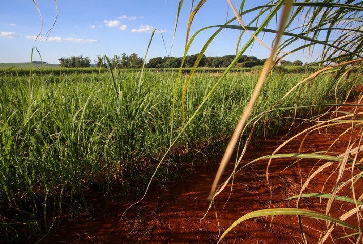 São José do Rio Preto lidera produção agropecuária de SP em 2025 com R$ 26,19 bilhões