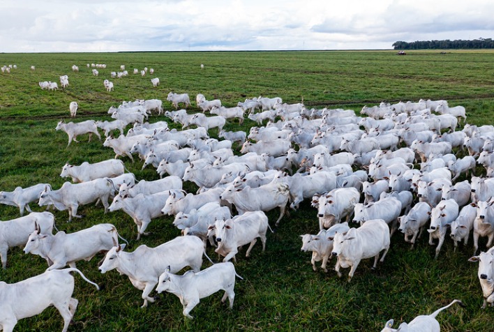 Saúde intestinal se torna prioridade na pecuária com novas regras da UE sobre antimicrobianos