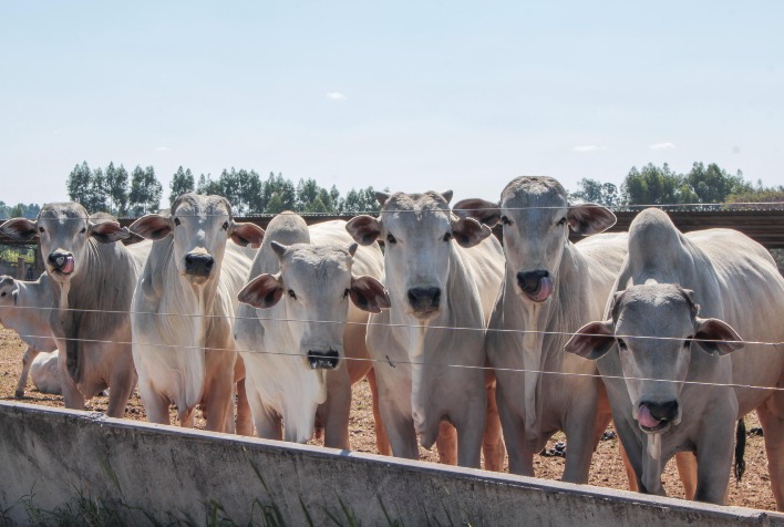 Seca agrava desafios na pecuária brasileira e impulsiona inovações no campo