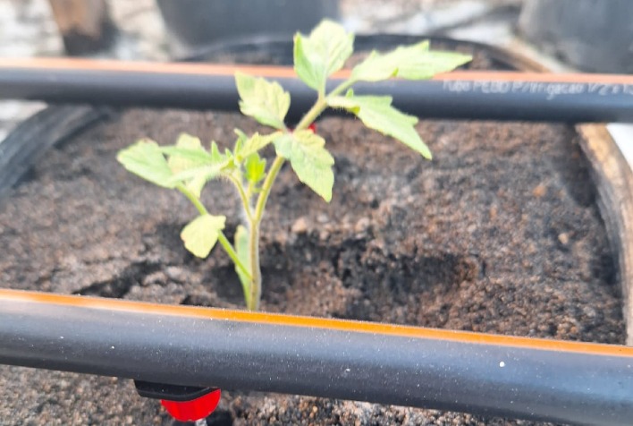 Semi-hidroponia eleva produção de tomate com mais qualidade e sustentabilidade no Brasil