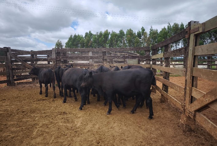 Senangus revoluciona carne bovina premium no Brasil com nova genética de alto desempenho