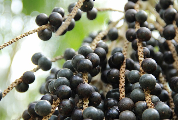 Sequenciamento do genoma do açaí promete revolucionar produtividade e bioeconomia