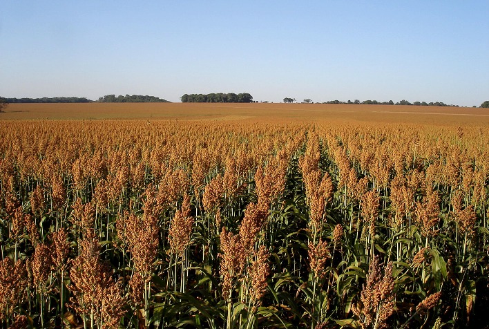 Sorgo cresce no Tocantins impulsionado por exportações, mas seca afeta safra 2026