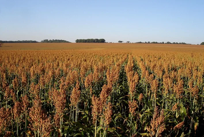 Sorgo cresce no Tocantins impulsionado por exportações, mas seca afeta safra 2026