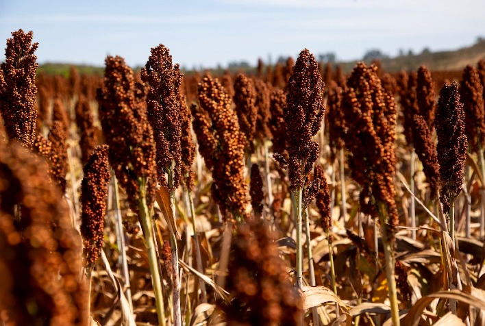 Sorgo se destaca como alternativa ao milho safrinha em meio a desafios climáticos