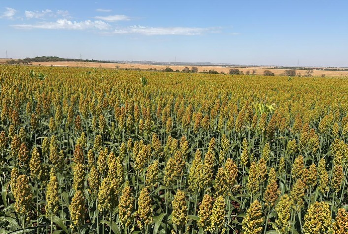 Sorgo se destaca no agronegócio brasileiro com produção prevista de 7,56 milhões de toneladas