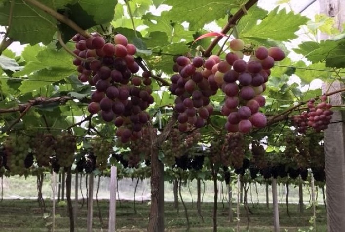 Tarifa de 25% dos EUA reduz exportações de uva brasileira e pressiona agronegócio