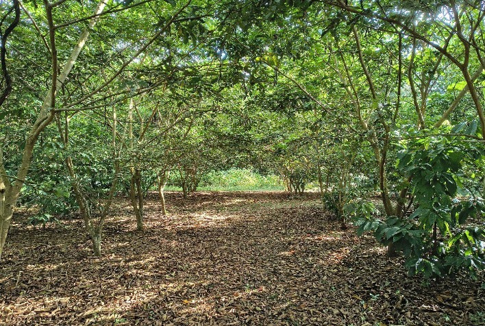 Tecnologia brasileira com nanotecnologia acelera restauração da Amazônia e ganha prêmio internacional