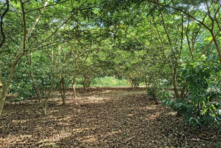 Tecnologia brasileira com nanotecnologia acelera restauração da Amazônia e ganha prêmio internacional