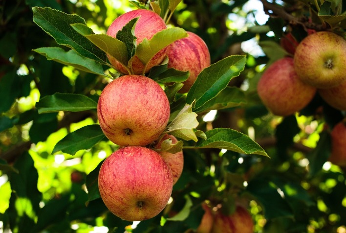 Tecnologias de bioestímulo e controle de pragas revolucionam fruticultura em SC