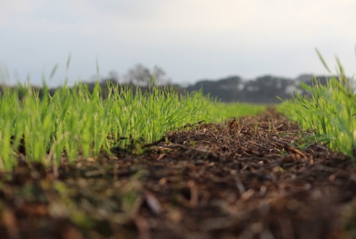 Trigo no Rio Grande do Sul atinge 93% da área semeada, mas umidade preocupa produtores