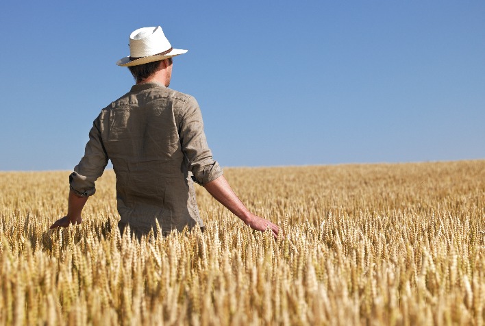 Trigo se valoriza com relatório do USDA e tensões no Mar Negro; estratégias são recomendadas