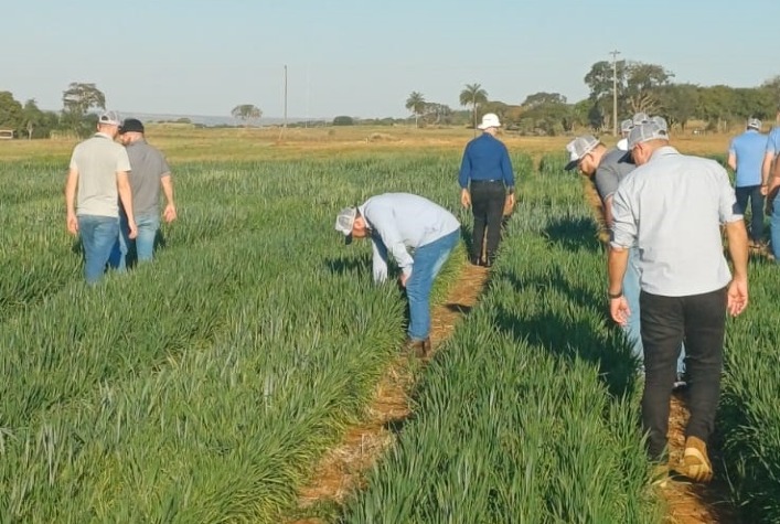 Trigo tropical se expande no Brasil Central e pode reduzir importações do cereal