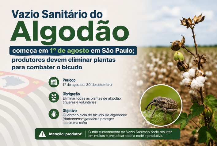 Vazio Sanitário do Algodão começa em 1º de agosto em São Paulo para combater bicudo.