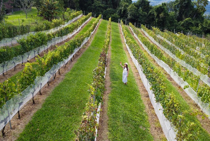 Vera Vista é lançado em Bento Gonçalves e reúne 39 empreendimentos turísticos na Serra Gaúcha