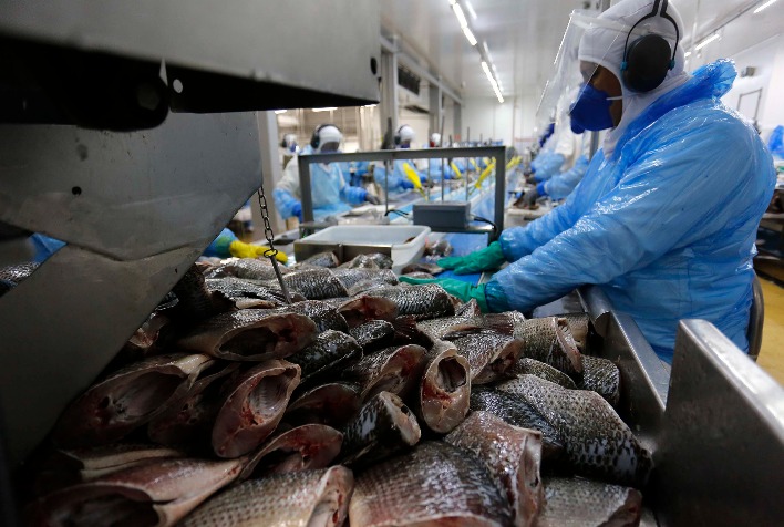 Vietnã mobiliza governo para garantir exportações de tilápia ao Brasil