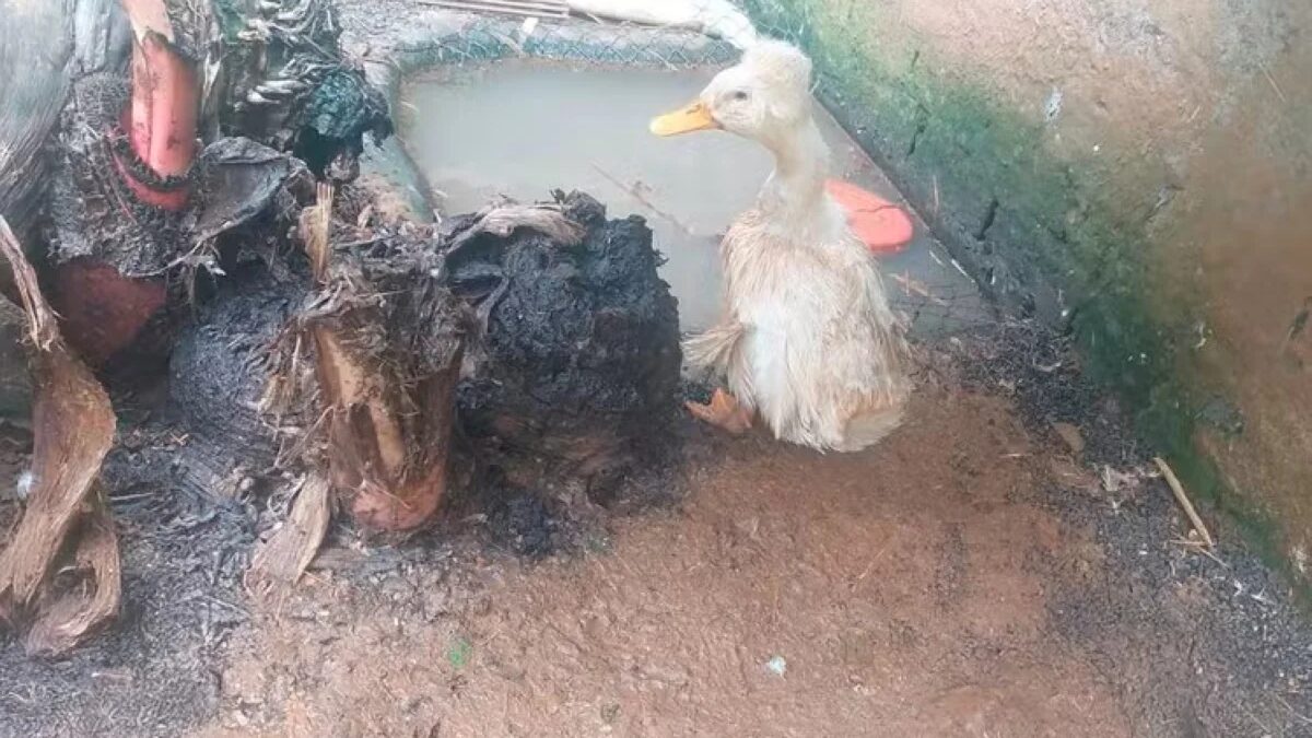 Zoo clandestino em São Carlos é interditado pelo Ibama com 655 animais em situação precária