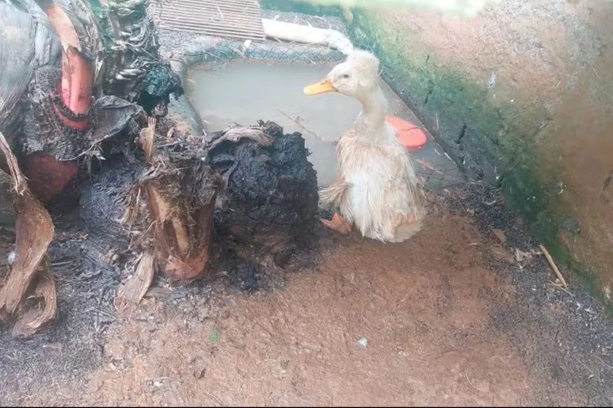 Zoo clandestino em São Carlos é interditado pelo Ibama com 655 animais em situação precária