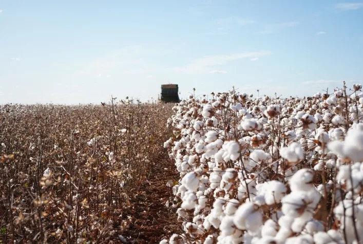 Algodão registra alta com riscos climáticos e incertezas na oferta global