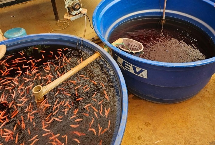 Aquaponia promete transformar a agricultura urbana no Brasil com 90% menos água
