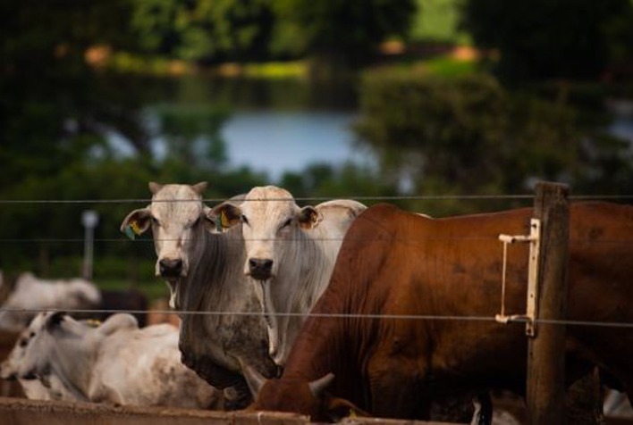 Arroba do boi gordo se mantém firme com oferta restrita e carne bovina valoriza no atacado